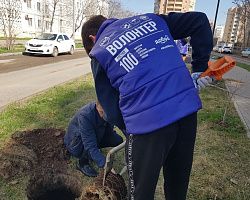 Волонтёры колледжа приняли участие в озеленении аллеи по улице В. Барсовой