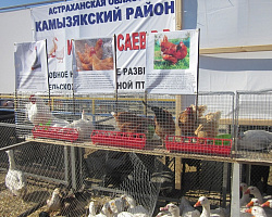 Чем богата земля Астраханская